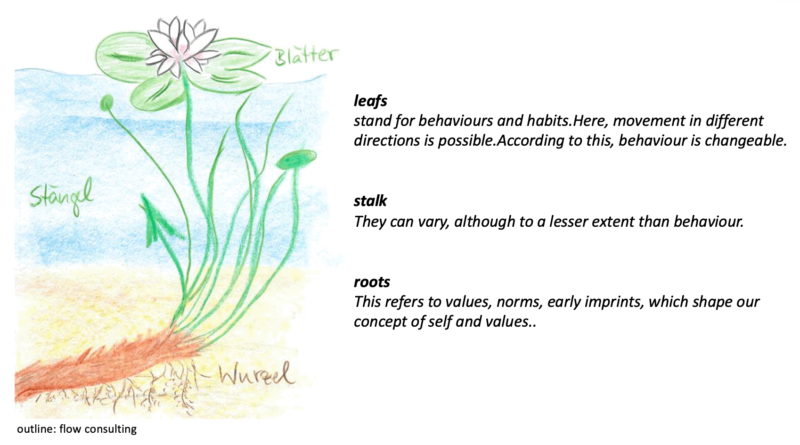 Water lily model, symbol for values, attitude behaviour, women in leadership positions, flow consulting